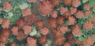 Künstliche Intelligenz im Einsatz: Drohne liefert präzise Daten für den Schutz des Baumbestands